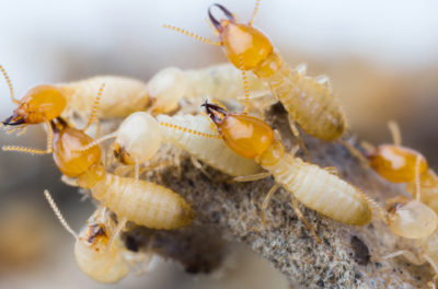 NJ Termite Control – Termites or Carpenter Ants How to ID Your Pest