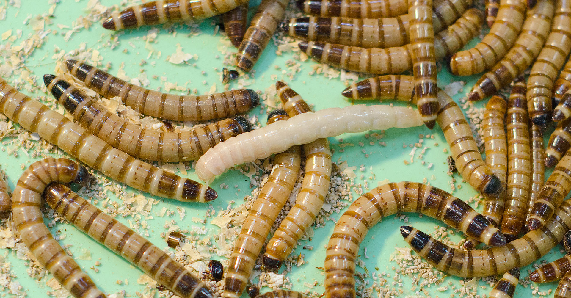https://allisonpestcontrol.com/wp-content/uploads/2017/11/mealworms-pantry-pests.jpg