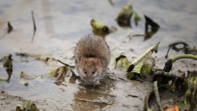 As Temperatures Drop, Pests Move In: Late-Season Wasps and Fall Mice