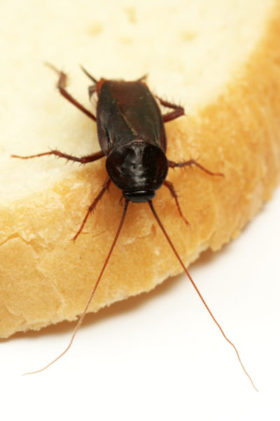 Could a New Species of Cockroach Arrive in New Jersey?