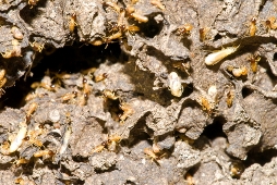 Termite Swarmers Arrive in the Spring.