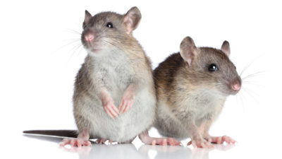Is There A Mouse In Your House? Signs To Watch Out For!