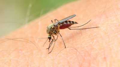 Did You Know Swatting Mosquitoes Trains Them?