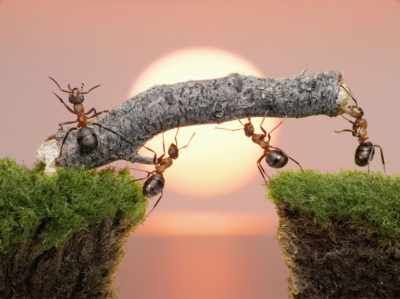 Do Ants in New Jersey Hibernate in the Winter?