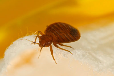 Bedbugs Become a Serious Problem for Airlines