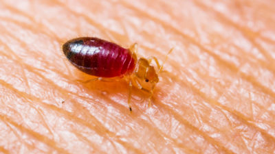 Bed Bugs Found More Frequently on International Flights