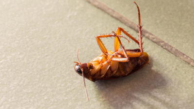 Cockroaches: a Fall and Winter Pest in New Jersey
