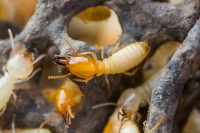 What Species of Termites Live in New Jersey?