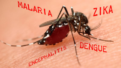 Mosquito Borne Diseases In New Jersey