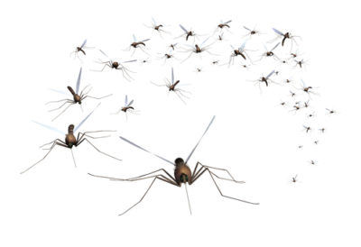 Summer Brings an Increased Threat of Mosquito-Borne Disease