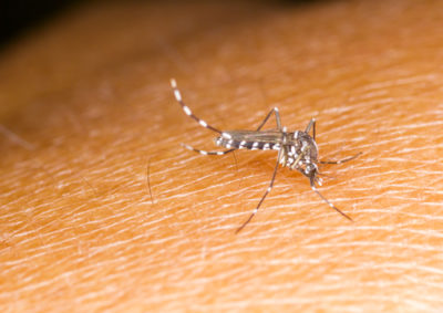 New Jersey’s Growing Health Threat from Mosquito-Borne Diseases