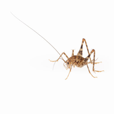 Why Camel Crickets Love Your Basement in the Winter