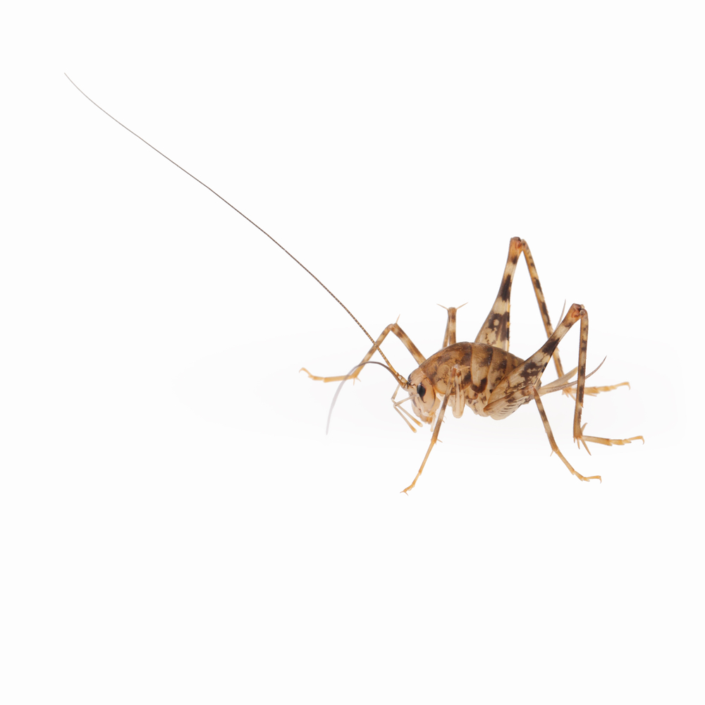 Why Camel Crickets Love Your Basement in the Winter Allison Pest