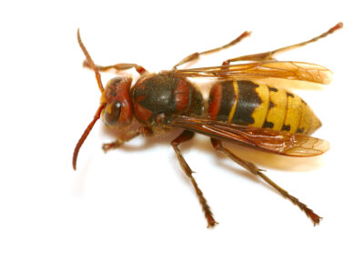 Hornets and Yellow Jackets Are Considered Aggressive Insects