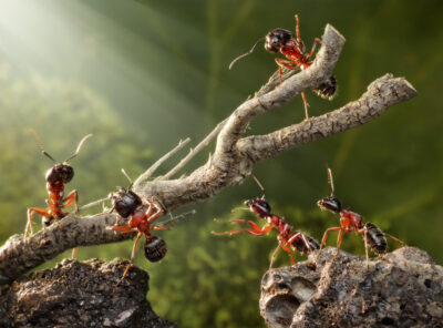 New Jersey Ants – Which Ants Make Their Homes Here in Your Home