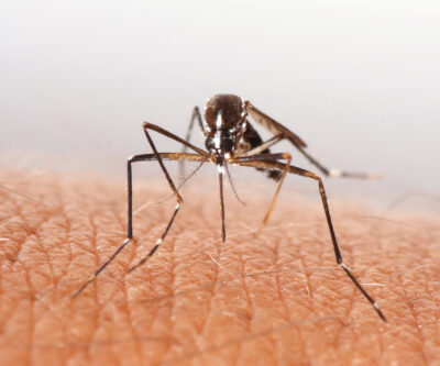 There Are 63 Types of Mosquitoes in New Jersey – What to Know Part One