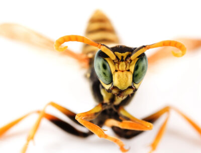 What to Know About October Yellow Jackets and Other Stinging Insects