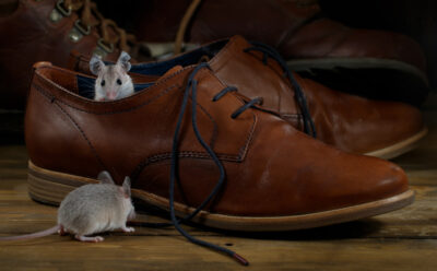 Get Ready for Mouse Season! How to Prepare for Cold Weather Move-Ins