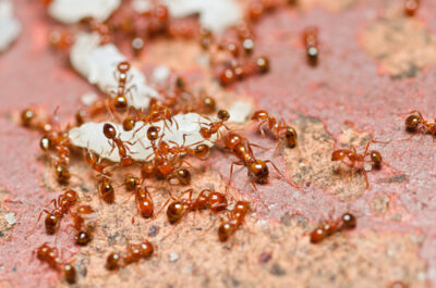 How Do Ants Spread Via “Budding”