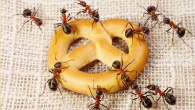 Cut Off Ant Access to Your Home’s Resources
