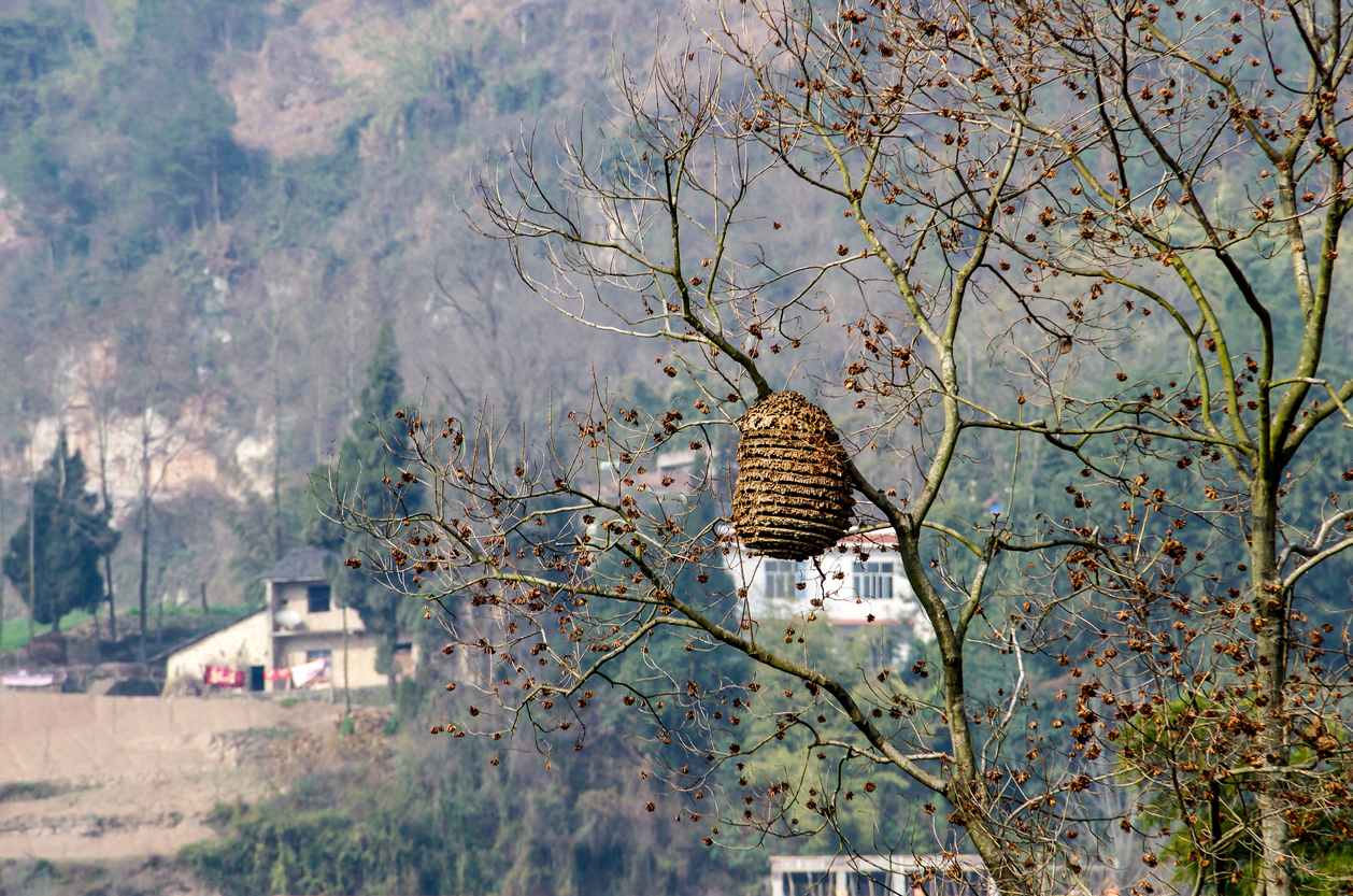 New Jersey Yellow Jacket October Behavior Allison Pest Control