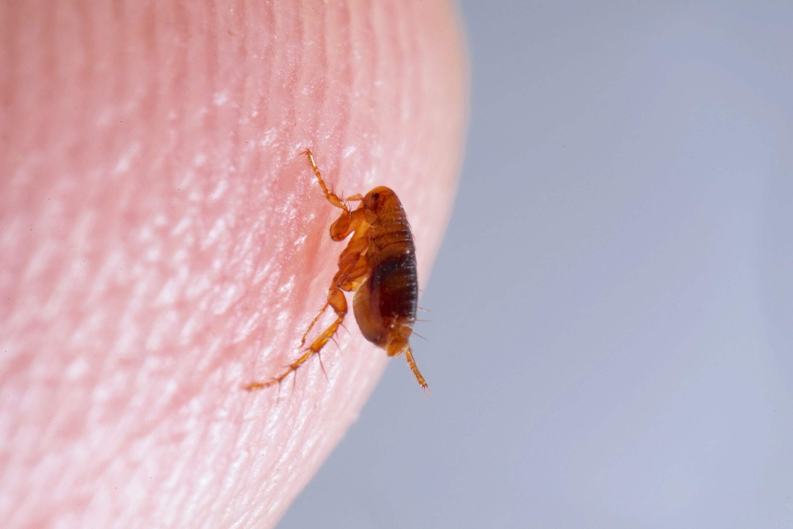 What to Know About the Bothersome Flea