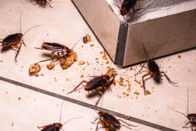 Restaurants Can Help Prevent Pest Infestations with These Tips
