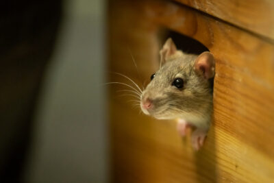 Scratching Heard Inside Your Walls Means Mice Are Coming In