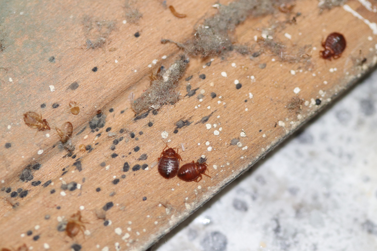 NJ Bed Bugs are an All Year Pest Problem Allison Pest Control Since 1917