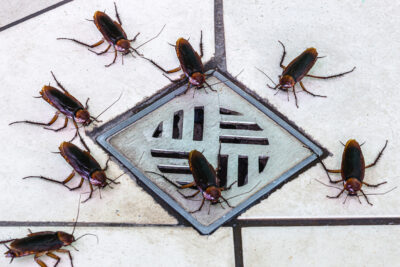 Three Reasons to Keep Pests Out of Your New Jersey Establishment