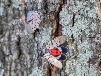Stop the Invasion of NJ by the Spotted Lantern Fly