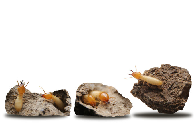 Spring Termite Wet NJ Winters Make Perfect Circumstances for Spring Termite Invasions ...
