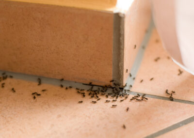 Quick Tips to Identify The Ants in Your NJ Home