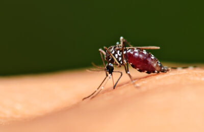 When Is Mosquito Active Season?