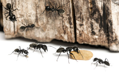 Penn State Says the Black Carpenter Ant is a Common Problem