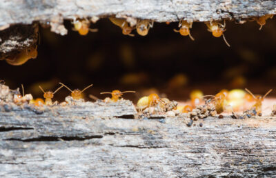 You’d Be Surprised What Termites Will Devour If Wood Is Not An Option