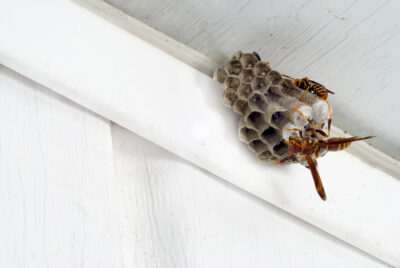 Wasps Cause Harm Despite Their Short Life Span – Here’s The Scoop