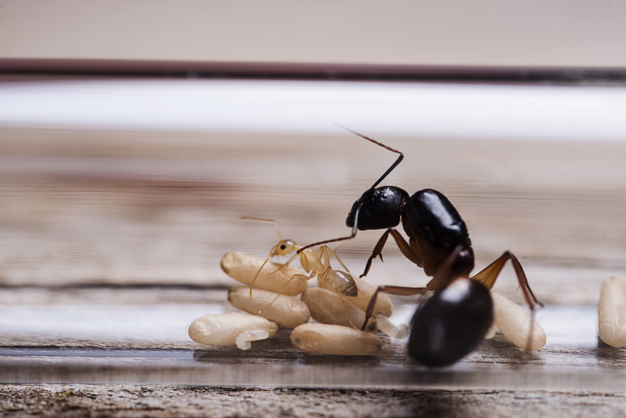 Ever Wonder What Animals Eat Ants? Allison Pest Control Since 1917