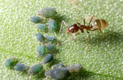 Don’t Dread These Difficult to Eliminate Pharoah Ants, We Can Help!