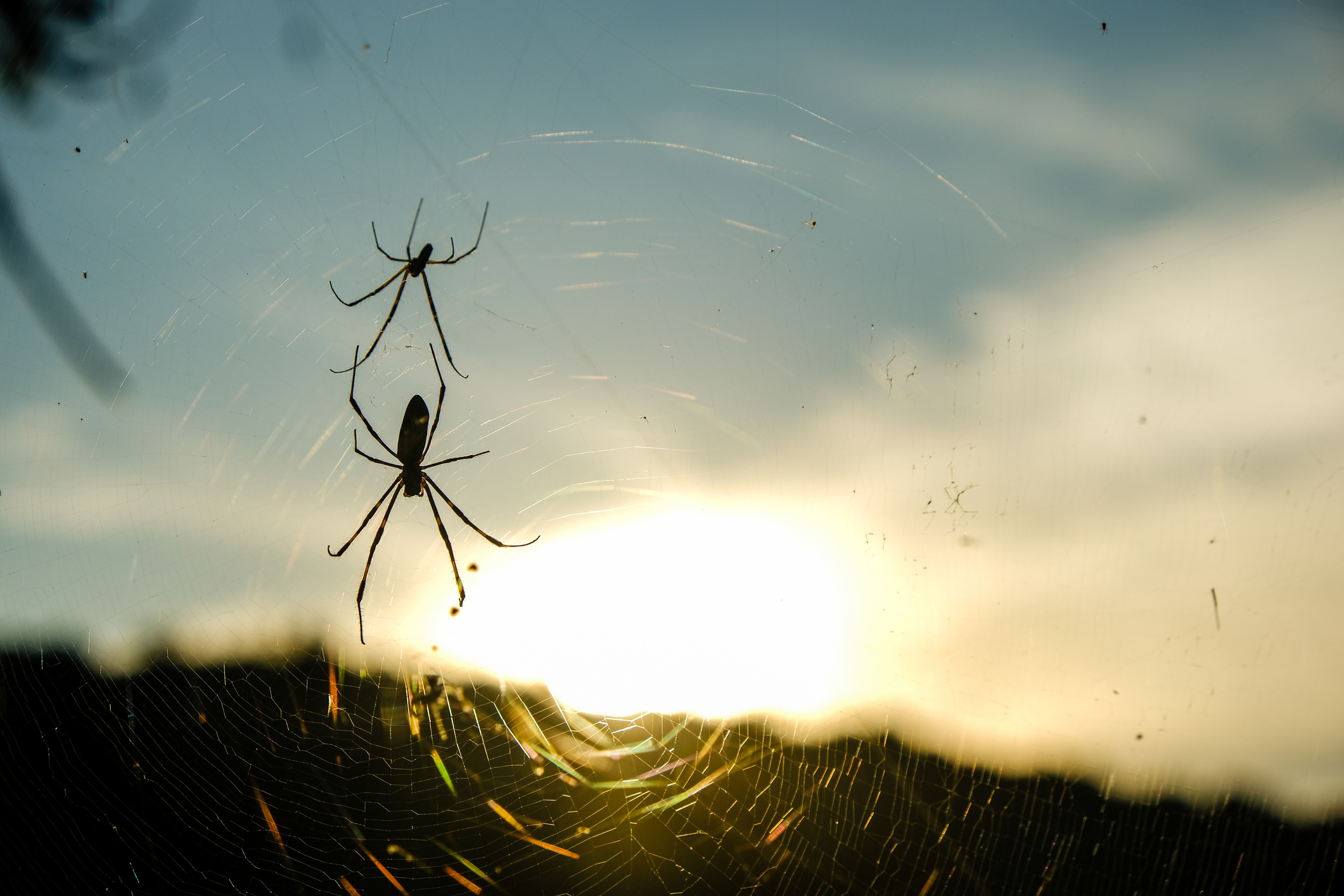 Where Do Spiders Go In Winter? Allison Pest Control Since 1917