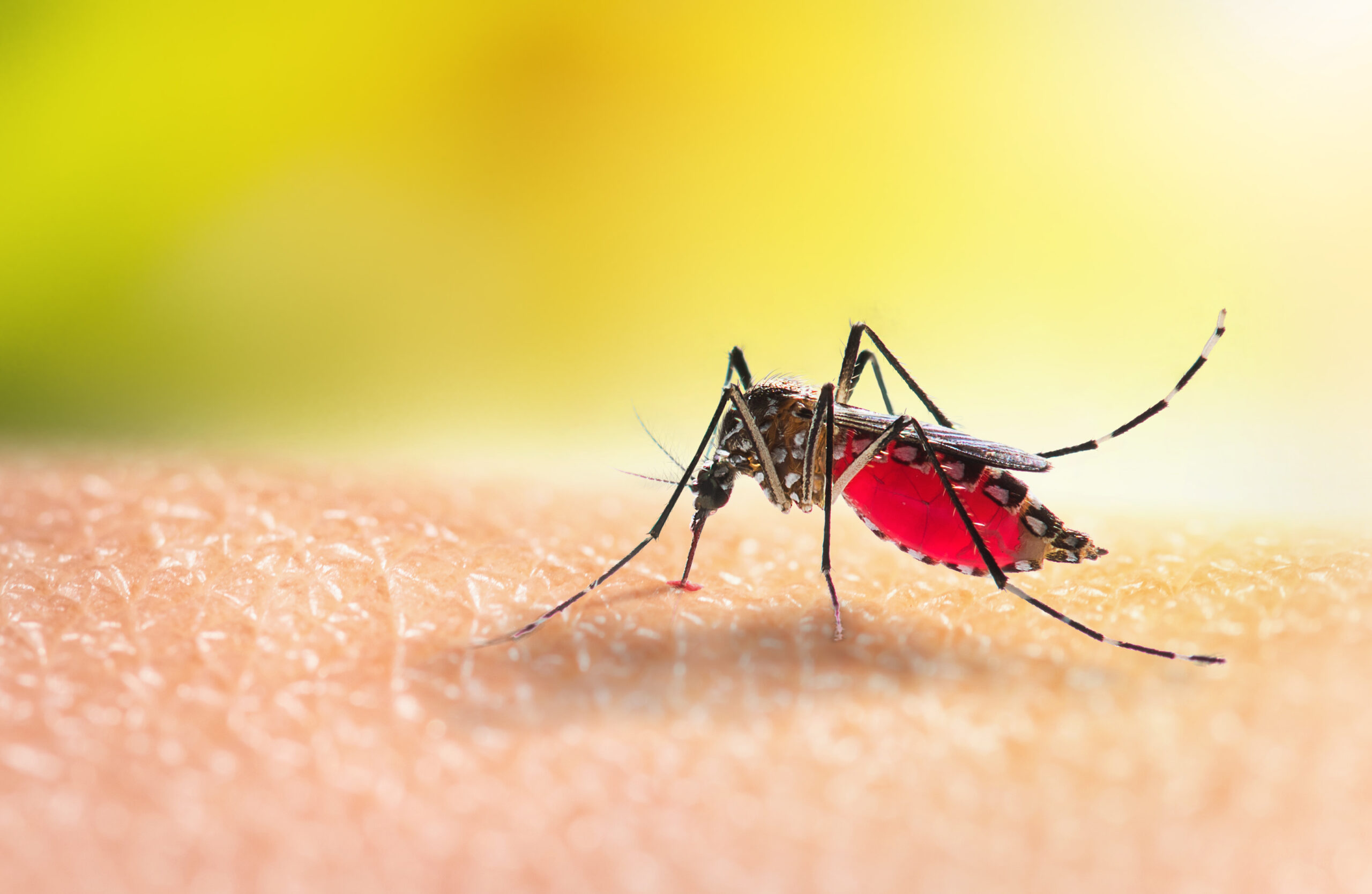 Act Now to Reduce Mosquito Populations Around Your Home