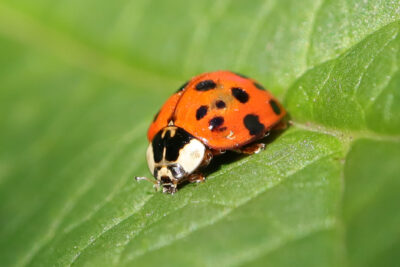 Watch Out for Biting Asian Lady Beetles