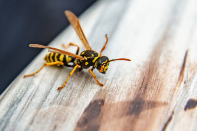 What Would Happen If There Were No Wasps?