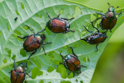 New Jersey Summer Pests You Are Sure to See in August