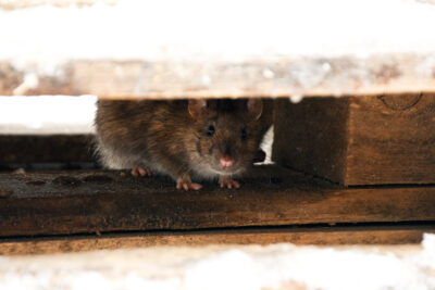 To DIY or Not DIY: Why You Should Hire a Pest Control Expert For Your Rodent Problem