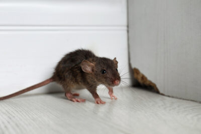 About the Norway Rat The Most Common Rat In New Jersey