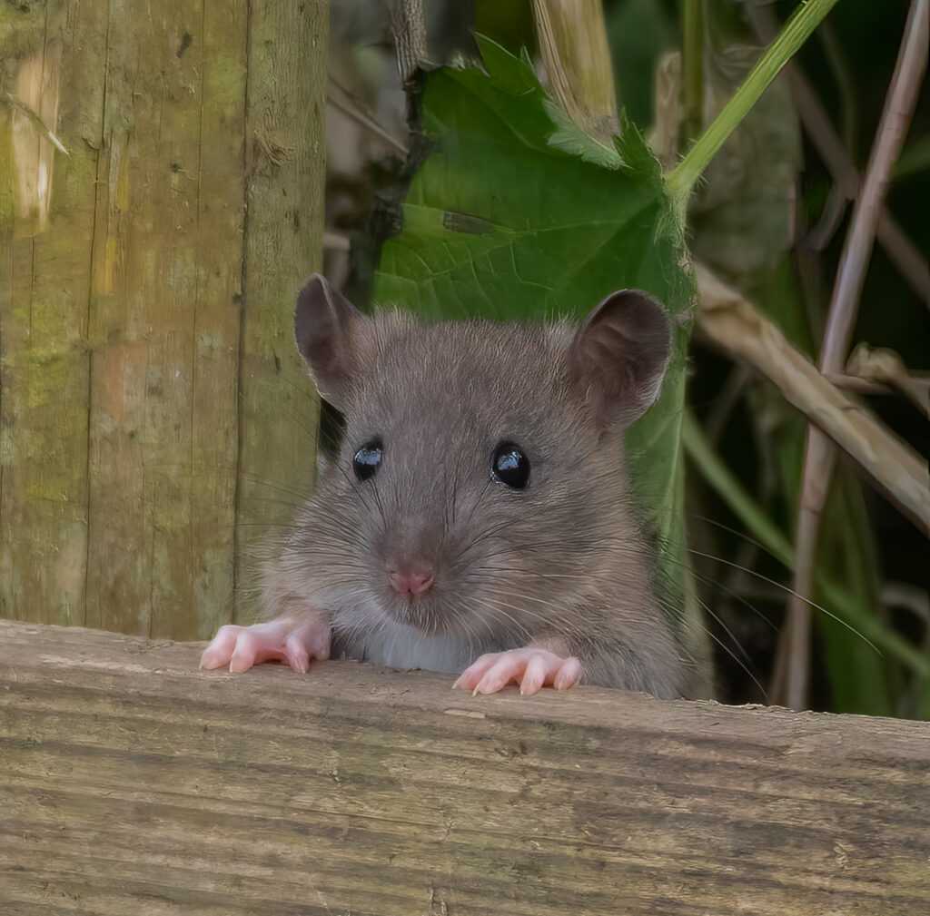 21 Million US Homes Will See Rodents - Here's How To ID These Pests ...
