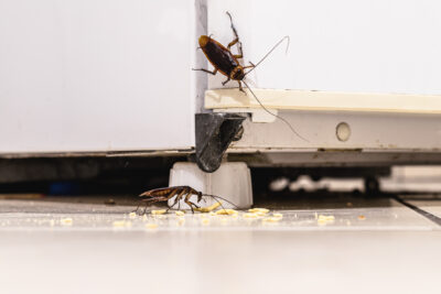 Identifying Pests – Cockroaches