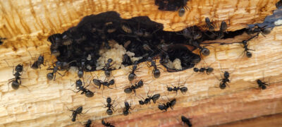 Carpenter Ants Love Leaky Pipes and Other Damp Spaces