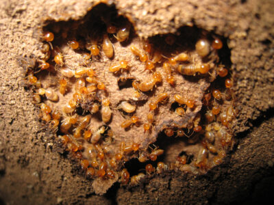 Subterranean Termite Colonies Can Be Difficult or Impossible to Spot